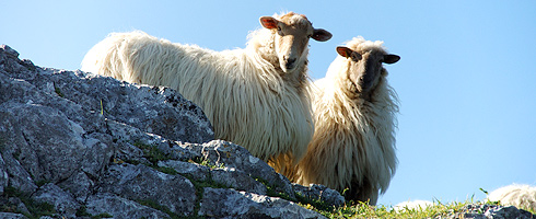 Latxa sheep on Alluitz