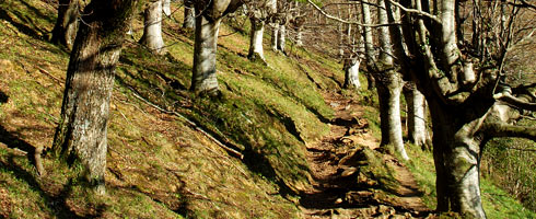 The path winds up through the beech forest