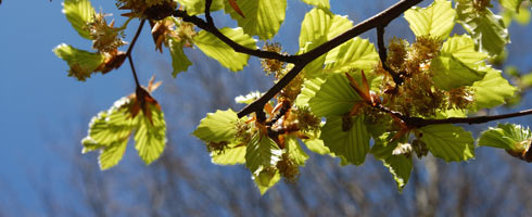 Beech buds and leaves