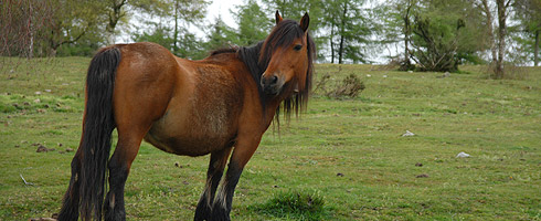 Urkiolagirre is one of the Park’s most important stockbreeding zones