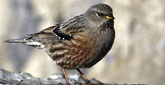 Alpine Accentor