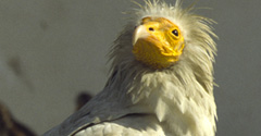 Egyptian vulture