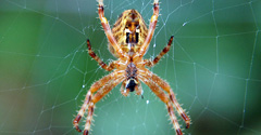 Araña de jardín