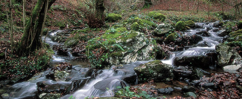 Arroyo en las faldas del Urkiolagirre. Las zonas húmedas son imprescindibles para la reproducción de los anfibios