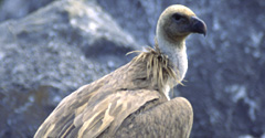 Griffon vulture