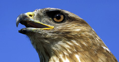 Common buzzard