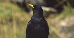 Alpine Chough