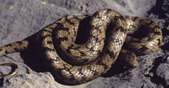 European smooth snake