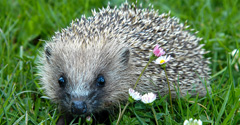 Common hedgehog