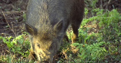 Wild boar