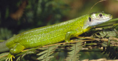 Green Lizard