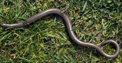 Slowworm