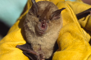 Greater horseshoe bat (Rhinolophus ferrumequinum). The bat is one of the most endangered and one of the least known species