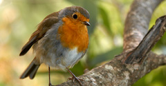 Robin