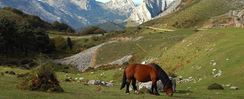 Prados y matorrales en Asuntze. La fauna salvaje se ve acompañada en este hábitat por yeguas, vacas y ovejas