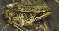 Marsh frog