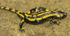 Common salamander