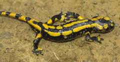 Salamandra común 