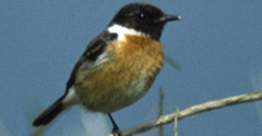 European stonechat