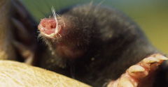 Common mole