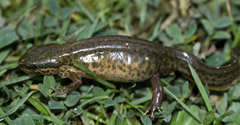 Palmate newt