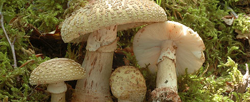 Amanita vinosa