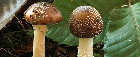 Amanita pantherina – Panther Cap