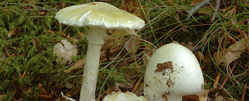 Amanita phalloides – Death Cap