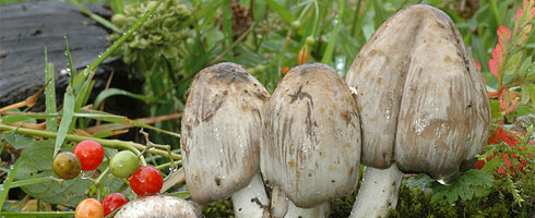 Coprinus atramentarius – The Inky Cap