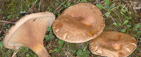 Paxillus involutus – Brown Roll-Rim