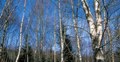 Birch