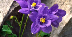 Pyrenean Columbine