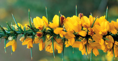 Dwarf gorse