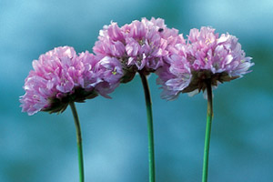 Armeria pubinervis