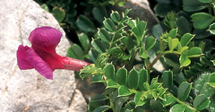 Pyrenean pea