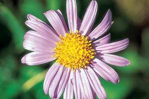 Aster alpinus