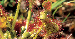 Round leaf sundew, hierba del rocío