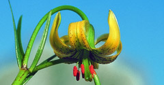 Pyrenean Lilly