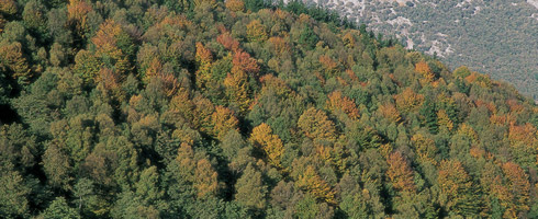 Bosque de hayas y abedules de Txupitaspe. El otoño es una de las mejores épocas para visitar los bosques naturales de Urkiola