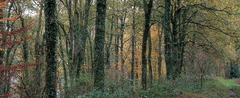 Bosque mixto de Gatzaieta. Este tipo de bosque es el de mayor diversidad de especies del Parque
