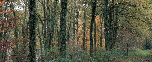 Gatzaieta mixed forest. This type of forest is home to the greatest diversity of species in the Park