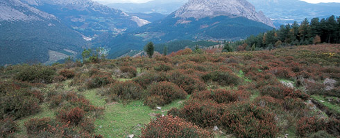 Brezal en las laderas del Saibi. Los brezales son muy característicos de la vegetación de Urkiola y se componen de varias especies de brezos