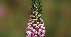 Cornish Heath