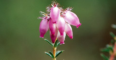 Peat heather