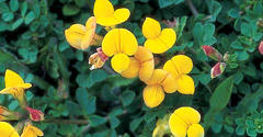 Birdfoot Trefoil