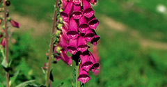 Common foxglove