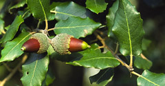 Holm oak