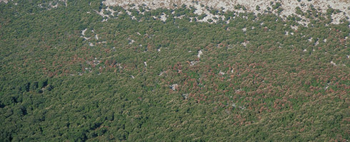 Encinar de Eskuagatx. El encinar se mantiene verde durante todo el año, ya que la mayoría de las especies arbóreas son de hoja perenne