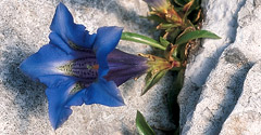 Pyrenean trumpet gentian