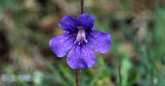 Irish butterwort